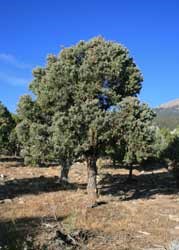 pinyon pine tree pinyon pine tree