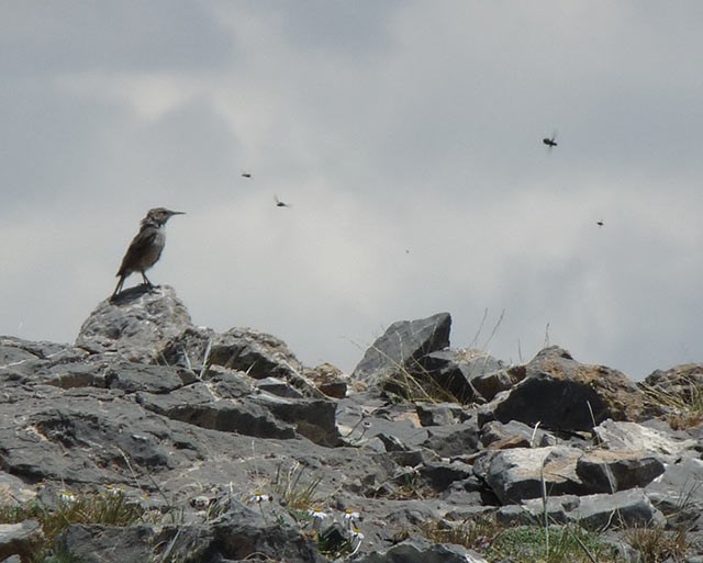 Bird sitting on a rock