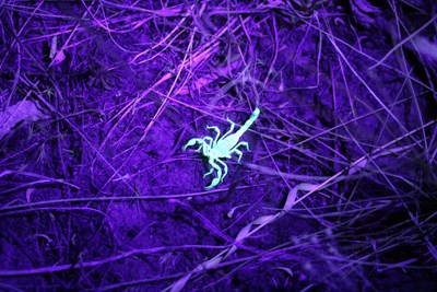 green-glowing scorpion under blacklight