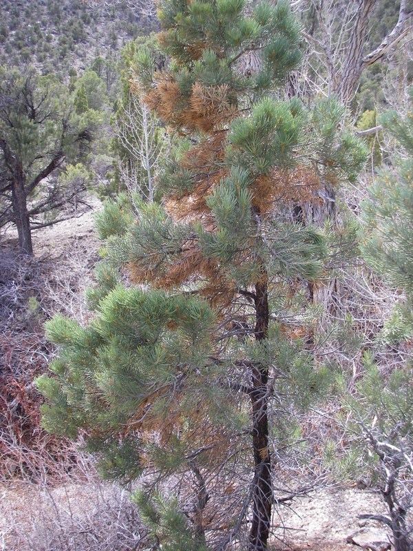 pinyon pine tree with many dead parts