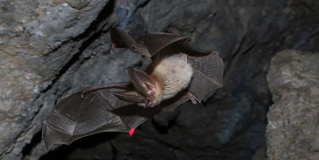 Brown and tan bat with long ears flying inside of a dark grey cave
