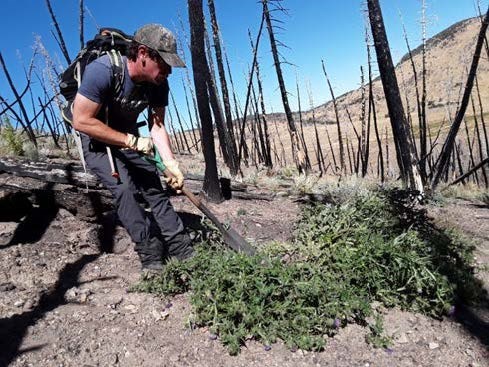 Park employee manually removes green invasive plant with a shovel