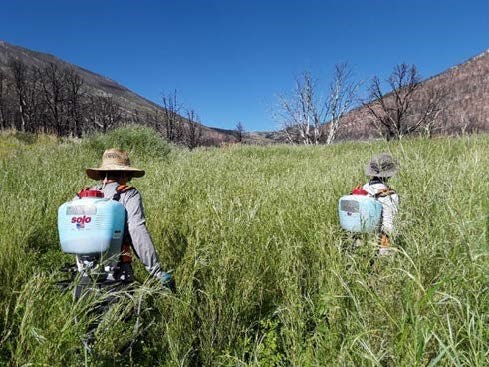 Two park employees with herbicide backpacks walking through a field of tall green grass.