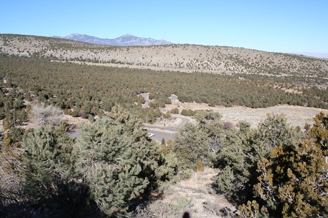 View of extensive pinyon pines and juniper near lehman caves visitor center