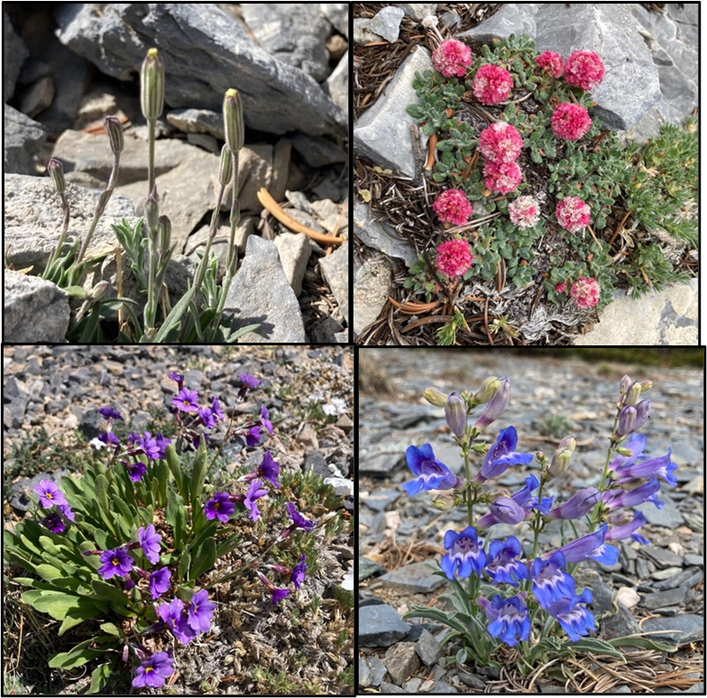 high elevation plants