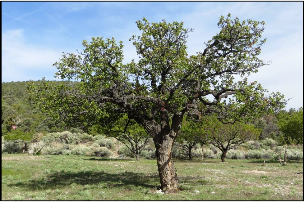 single tree in orchard