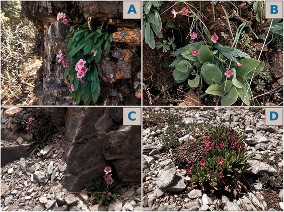photos of a pretty pink flower