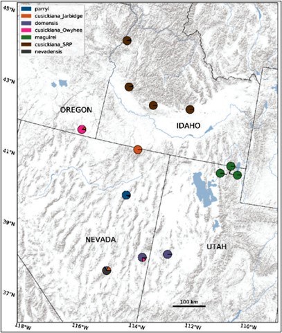 map of Nevada, Utah, and Idaho showing where Primula cusickiana occurs
