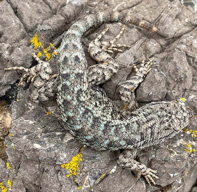 White and grey lizard with scattered light blue scales curled up on a grey rock. Bright yellow lichen is growing on the rock.