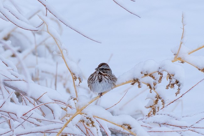 song sparrow