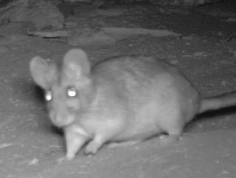 small rodent walking in cave