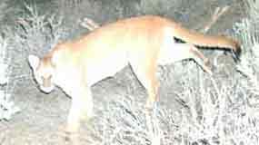 Mountain lion captured by remote camera steals through the night.