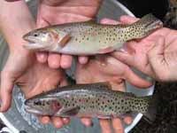 Two Bonneville cutthroat trout.