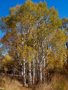 Aspen Grove