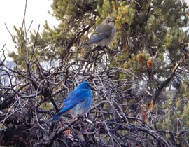 A male and female bluebird in a tree