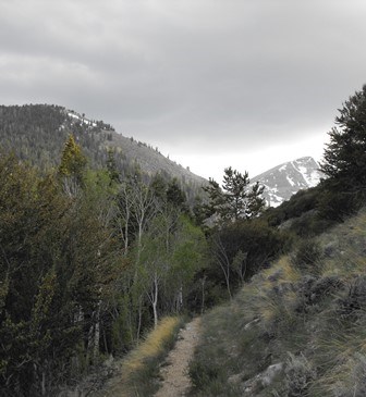 Trail through forest