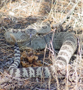 Great Basin rattlesnake facing camera