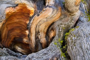 Bristlecone Pine