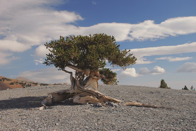 the oldest bristlecone pine tree in world