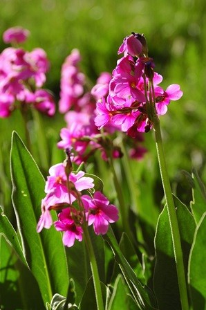 Perry's Primrose at Johnson Lake Bright pink flowers in long grass