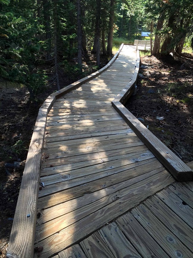 A color image of a light brown wooden boardwalk leading into the woods