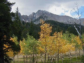 Aspens in fall color below Wheeler Peak