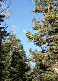 White Fir and the Full Moon