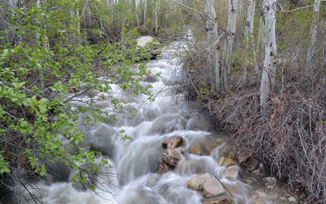 Rushing stream through trees