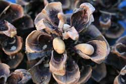 Pine nuts inside a pinyon pine cone