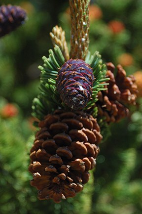 purple and brown Bristlecone cones