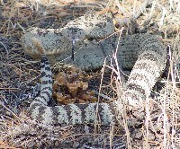 If you don't bother the rattlesnake, it won't bother you.