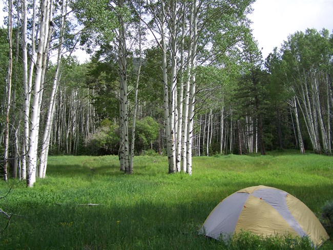 Tent set up among aspens Tent set up among aspens