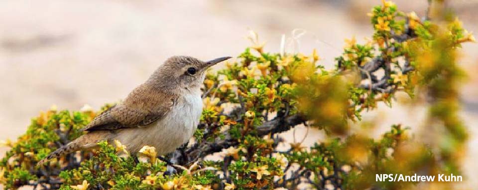 right side profile of canyon wren sitting on cliff rose branch. right side profile of canyon wren sitting on cliff rose branch.