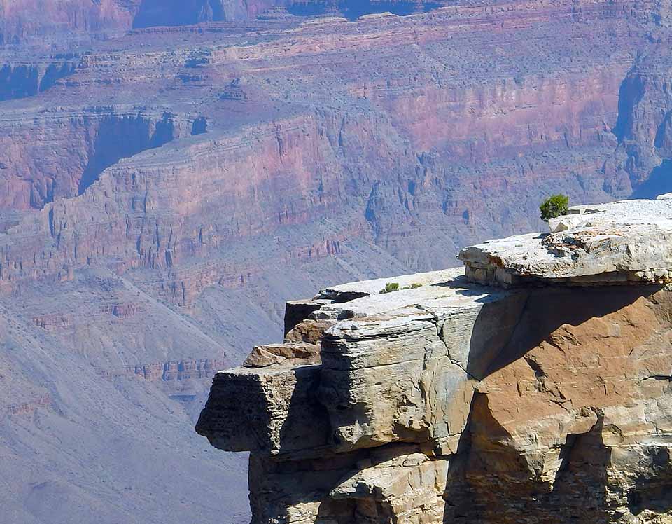 A small, round juniper tree (about 1 foot high) on a rocky ledge with Grand Canyon in the background. A small, round juniper tree (about 1 foot high) on a rocky ledge with Grand Canyon in the background.