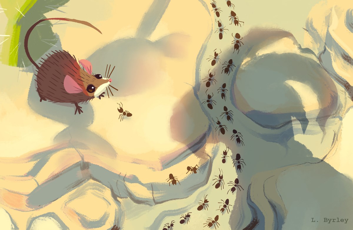 a brown mouse looking up. There is a shadow of a bighorn sheep near her, and a stream of ants across the ground. a brown mouse looking up. There is a shadow of a bighorn sheep near her, and a stream of ants across the ground.