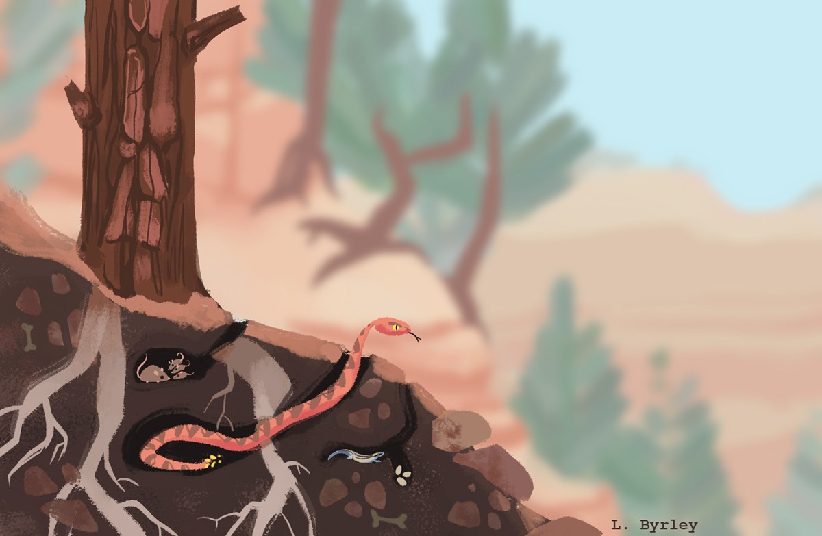 a cross-section of a hillside showing burrows of mice, a snake, and a lizard. a cross-section of a hillside showing burrows of mice, a snake, and a lizard.