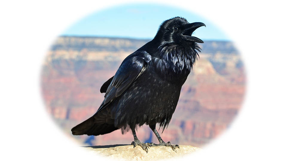 a large, totally black bird, a raven, calling out with its beak wide open, It is perched on a limestone ledge an facing almost in profile a large, totally black bird, a raven, calling out with its beak wide open, It is perched on a limestone ledge an facing almost in profile