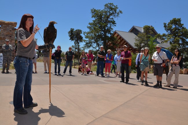 A volunteer stands speaking to a group of visitors with a large brown raptor perched on the volunteer's arm as she speaks.