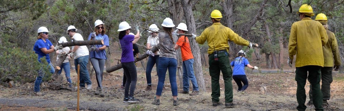 A crew of youth in white hard hats helps out three Park Rangers in yellow shirts and green pants removing fallen branches.