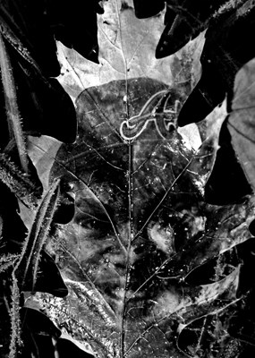 silver gelatin photo printed on oak leaf by Pamela Petro