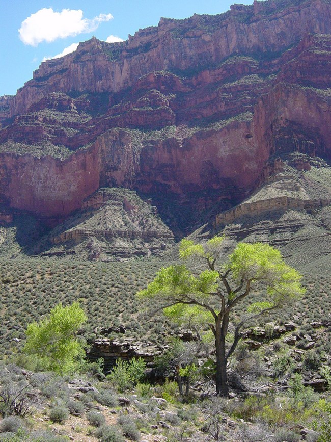 A patch of green trees and bushes in the middle of scrubland with redwall cliffs in the background.