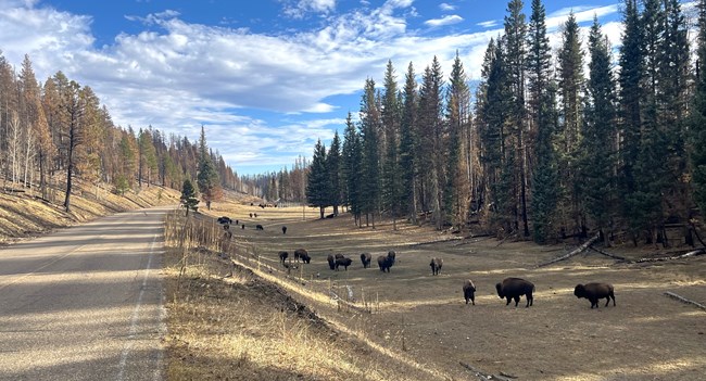 A herd of 15 bison are along a roadway with trees on either side of the road