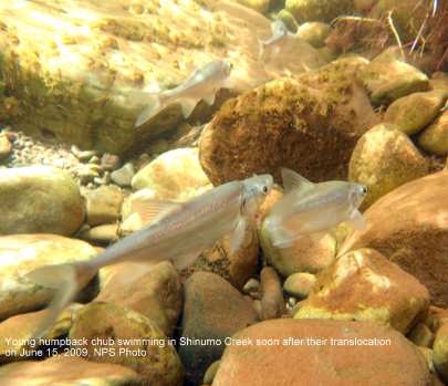 Young humpback chub swimming in Shinumo Creek soon after their translocation on June 15, 2009.