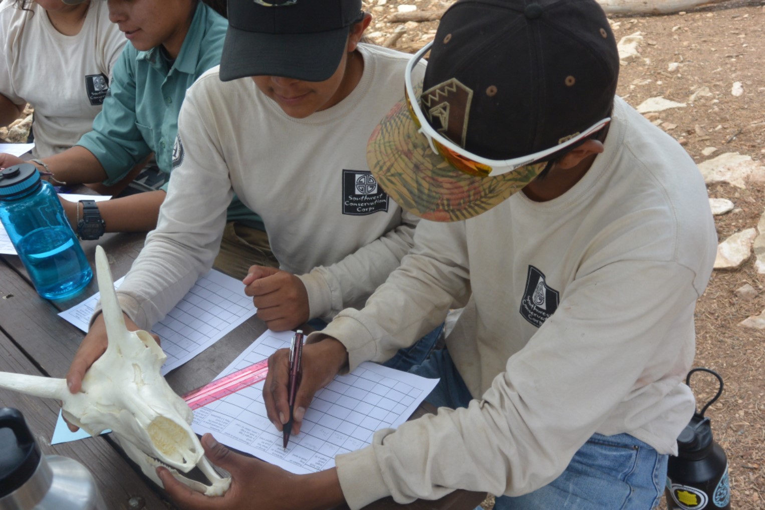 Students examine the features of a pronghorn skull and record observations. Students examine the features of a pronghorn skull and record observations.