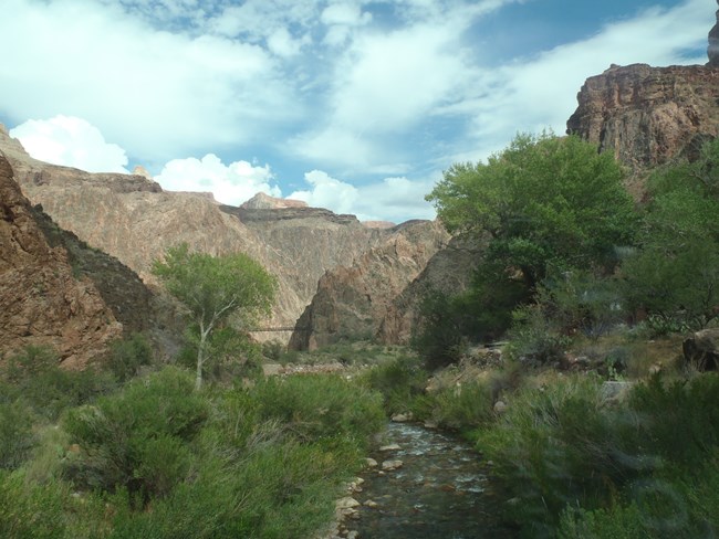 Green vegetation borders a creek that opens up into the Grand Canyon.