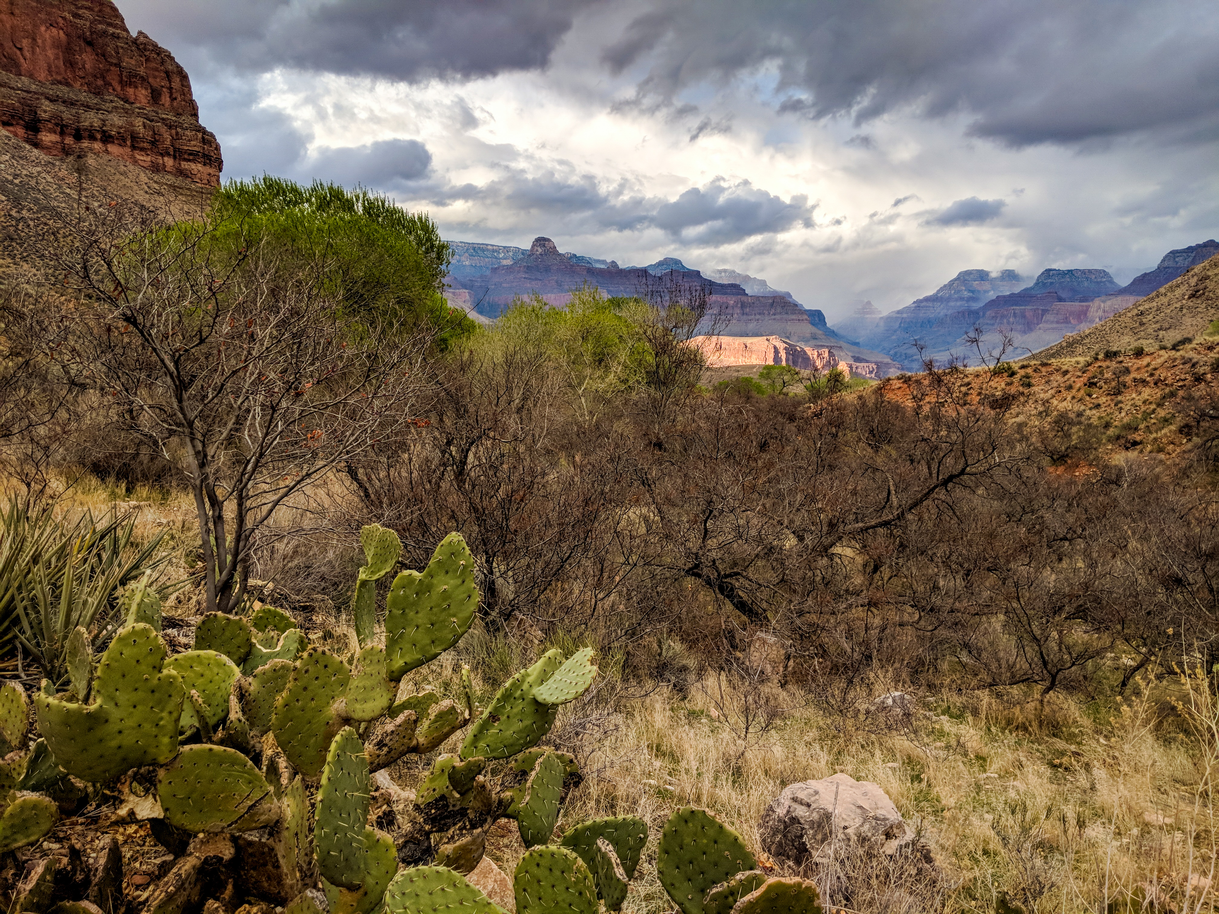 Ecology for Students - Grand Canyon National Park (U.S. National Park  Service)