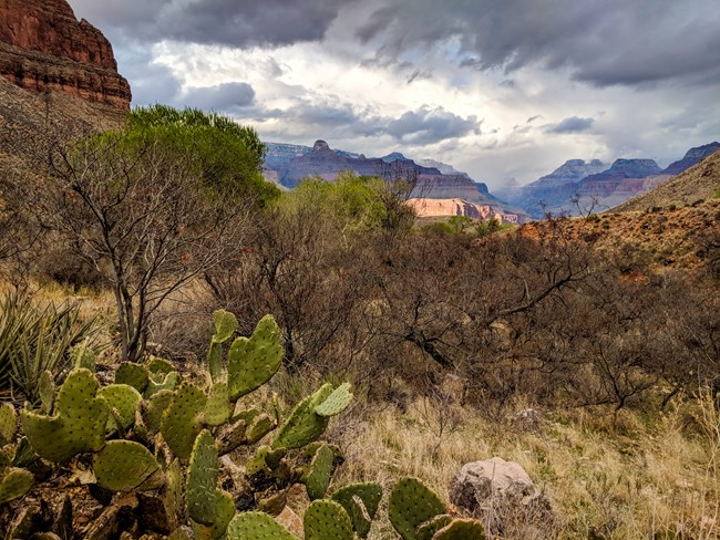 Green spiky paddle cactus in front of a desert scrub habitat with shrubs and trees with minimal leaves.