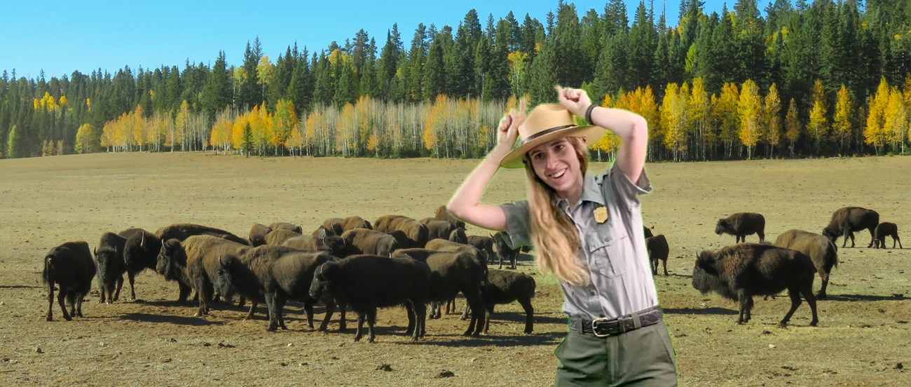 Park Ranger makes bison horns with their fingers in front of an aspen backdrop with bison in the field.