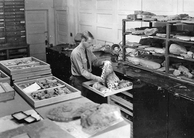 Researcher pulls out specimen from large rack.