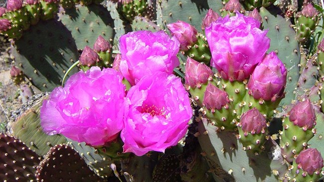 A prickly pear cactus with vibrant pink flowers in bloom.